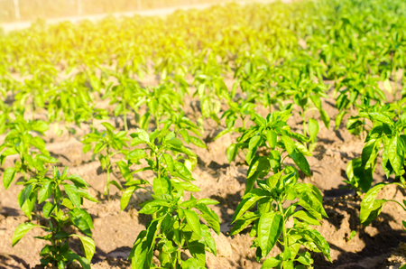 vegetable rows of pepper grow in the field. farming, agriculture, eco-friendly agricultural products. Landscape with agricultural landの写真素材