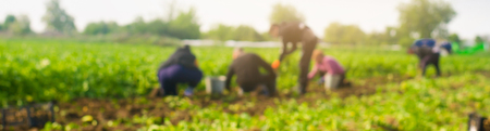 workers work on the field, harvesting, manual labor, farming, agriculture, agro-industry in third world countries, labor migrants, blurred background. bannerの写真素材