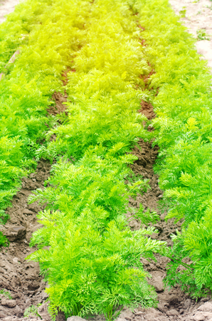 a young carrot grows in the soil close-up. farming, eco-friendly agricultural products, detox, fresh vegetables, vegetarian foodの写真素材