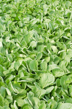 Fresh sprouts of young cabbage prepared for the landing in the field. agriculture, vegetables, eco-friendly agricultural products, agroindustryの写真素材