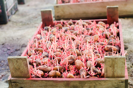 Seed potatoes with sprouts after processing from the Colorado beetle. Preparation for planting potatoes. seasonal work in the field, vegetables, agriculture, farming, close-upの写真素材