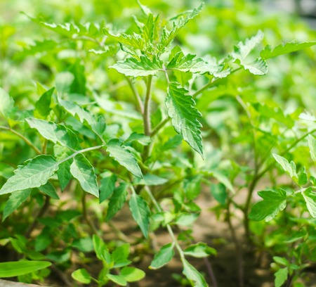 young green seedlings of tomatoes, ready for transplant in the field, farming, agriculture, vegetables, eco-friendly agricultural products, agroindustry, close-upの写真素材