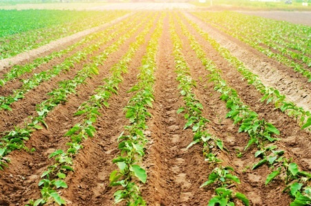 young eggplants grow in the field. vegetable rows. Agriculture, vegetables, organic agricultural products, agro-industry. farmlands.の写真素材