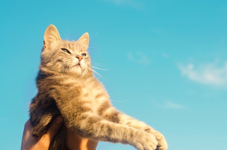 gray cat on hands on a blue background in sunlight. cat in the sky. a pet. beautiful kitten. place for text. copyspaceの写真素材