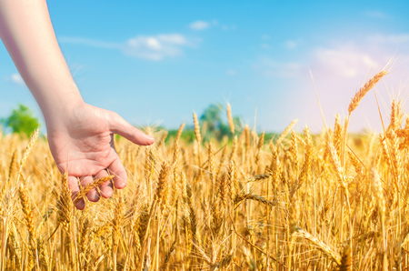 Wheat sprouts in a farmer's hand. wheat culture and blue sky closeup. a golden field. beautiful view. symbol of harvest and fertility. Harvesting, bread. place for textの写真素材