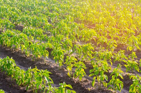 vegetable rows of pepper grow in the field. farming, agriculture, vegetables, eco-friendly agricultural products, agroindustry. Landscape with agricultural landの写真素材
