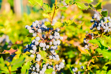 blue berries Mahonia aquifolium (Oregon-grape or Oregon grape) and bush is a species of flowering plant in the family Berberidaceae, native to western North America. natural wallpaper. close-upの写真素材