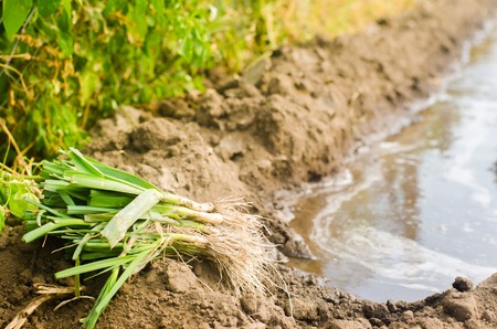 seedlings of leeks are ready for planting in the field. Agriculture, vegetables, organic agricultural products, agro-industryの写真素材