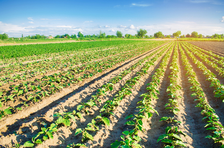 young eggplants grow in the field. vegetable rows. Agriculture. farmlands. Landscape with agricultural landの写真素材