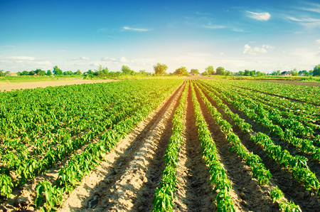 vegetable rows of pepper grow in the field. farming, agriculture. Landscape with agricultural landの写真素材