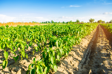 vegetable rows of pepper grow in the field. farming, agriculture. Landscape with agricultural landの写真素材