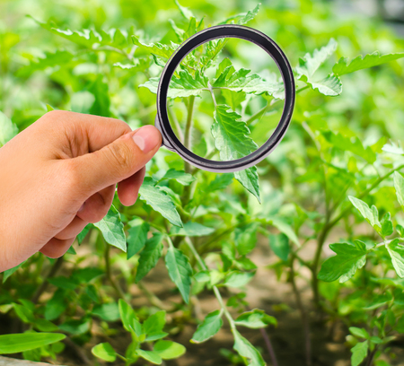 The food scientist checks the tomatoes for chemicals and pesticides. healthy vegetables. pomology. farming. harvesting. agriculture crop. study of the structure of the agro-industrial sectorの写真素材