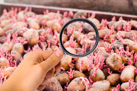 The food scientist checks potatoes for chemicals and pesticides. healthy vegetables. pomology. bush of young yellow potatoes, harvesting, farming. study of the structure of the agro-industrial sectorの写真素材