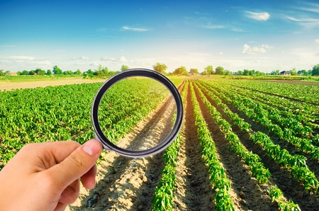 The food scientist checks the pepper for chemicals and pesticides. healthy vegetables. pomology. farming. harvesting. agriculture crop. study of the structure of the agro-industrial sectorの写真素材