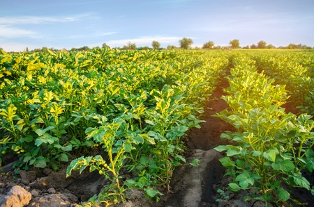 potato plantations grow in the field. vegetable rows. farming, agriculture. Landscape with agricultural land. cropsの写真素材