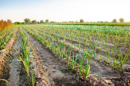 leek growing in the field. Agriculture, vegetables, organic agricultural products, agro-industry....