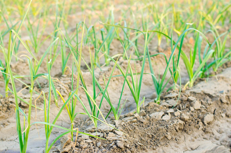 leek growing in the field. Agriculture, vegetables, organic agricultural products, agro-industry. farmlands.の写真素材