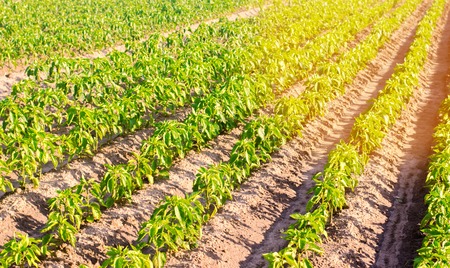 vegetable rows of pepper grow in the field. farming, agriculture, eco-friendly agricultural products. Landscape with agricultural landの写真素材