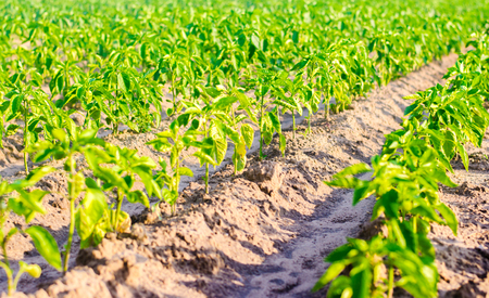 vegetable rows of pepper grow in the field. farming, agriculture, eco-friendly agricultural products. Landscape with agricultural landの写真素材