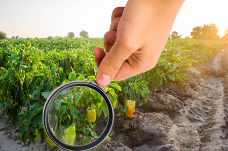 The food scientist checks the pepper for chemicals and pesticides. healthy vegetables. pomology. farming. harvesting. agriculture crop. study of the structure of the agro-industrial sectorの写真素材