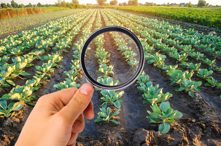 The food scientist checks the cabbage for chemicals and pesticides. healthy vegetables. pomology. farming. harvesting. agriculture crop. study of the structure of the agro-industrial sectorの写真素材