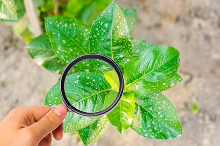 research of plants / bushes on pesticides and chemicals. treating plants from harmful insects, liquid feeding, Use hand sprayer with pesticides in the garden. pomology. magnifying glassの写真素材