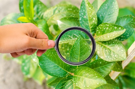 research of plants / bushes on pesticides and chemicals. treating plants from harmful insects, liquid feeding, Use hand sprayer with pesticides in the garden. pomology. magnifying glassの写真素材