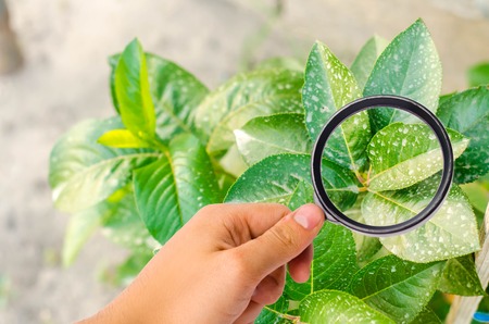 research of plants / bushes on pesticides and chemicals. treating plants from harmful insects, liquid feeding, Use hand sprayer with pesticides in the garden. pomology. magnifying glassの写真素材
