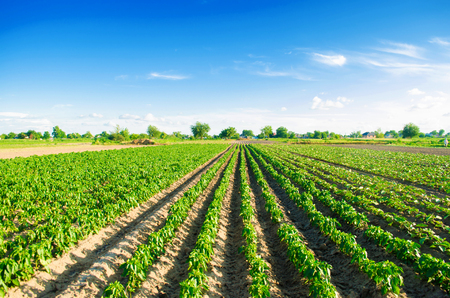 plantations of pepper grow in the field. vegetable rows. farming, agriculture. Landscape with agricultural land. cropsの写真素材
