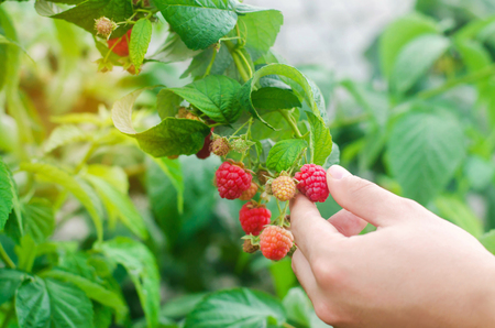 the farmer is harvesting fresh raspberries in the garden on a sunny day. summer berry. healthy food.