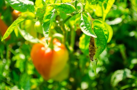 Pepper disease is caused by the Phytophthora infestans virus. Vegetables on the fieldの写真素材