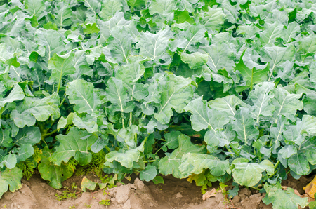 broccoli growing in the field. fresh organic vegetables agriculture farming. farmlandの写真素材
