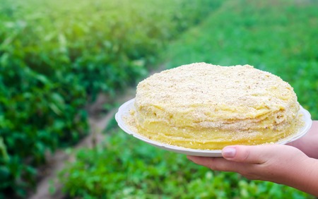 Napoleon cake in female hands. sweet food. freshly prepared. green backgroundの写真素材
