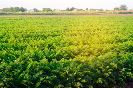 plantations of carrots grow in the field. organic vegetables. landscape agriculture.の写真素材