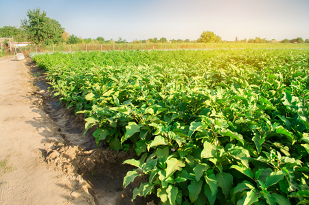 eggplants grow in the field. vegetable rows. Agriculture, vegetables, organic agricultural products, agro-industry. farmlands. aubergine farmの写真素材