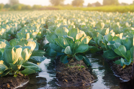 natural watering of agricultural crops, irrigation. cabbage plantations grow in the field. vegetable rows. farming agricultureの写真素材