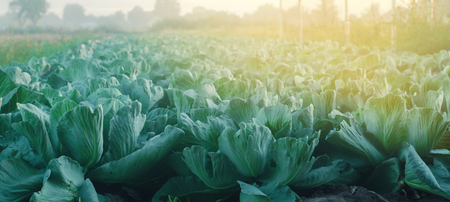 Cabbage plantations grow in the field. fresh, organic vegetables. landscape agriculture. farmland, farmingの写真素材