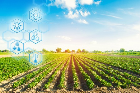 Agricultural field in a clear sunny day. High technologies and innovations in agro-industry. Study...