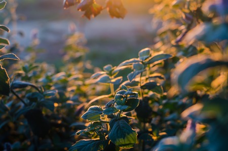 Fresh bush grows in the garden on a sunny day. sunset. natural wallpaper. Beautiful background for design. selective focusの写真素材