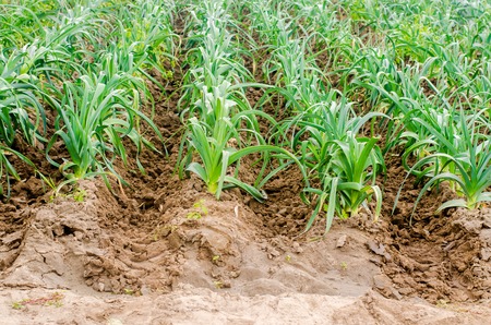leek growing in the field. Agriculture, vegetables, organic agricultural products, agro-industry. farmlands.の写真素材