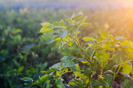 bush plant of young potato growing in the field, farming, agriculture, vegetables, eco-friendly agricultural products, agroindustry, mineral fertilizer, closeup. selective focusの写真素材