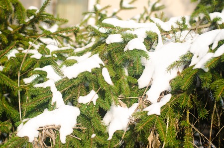 Branches of an evergreen christmas tree in the snow in a winter park. Trees in the snow. Natural wallpaper. The concept of winter. Selective focusの写真素材