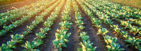 cabbage plantations grow in the field. vegetable rows. farming, agriculture. Landscape with agricultural land. crops. selective focusの写真素材