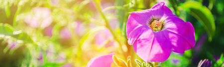 beautiful purple petunias grow in the garden on a sunny day. beautiful flowers. natural wallpaper. backgroundの写真素材