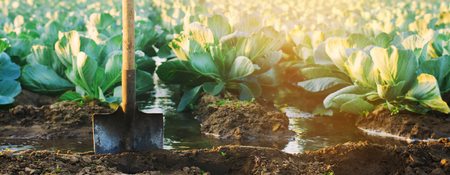 natural watering of agricultural crops, irrigation. cabbage plantations grow in the field. vegetable rows. farming agricultureの写真素材