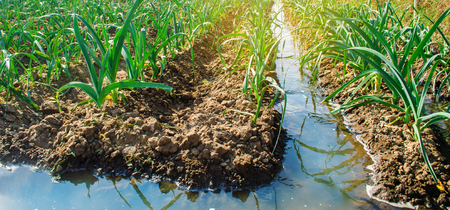 natural watering of agricultural crops, irrigation. leek plantations grow in the field. vegetable rows. farming agriculture. selective focusの写真素材