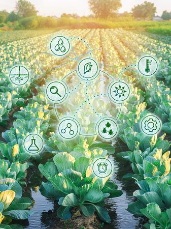Natural watering of agriculture. High technologies and innovations in agro-industry. Study quality of soil and crop. Scientific work and development of new methods and selection of varieties.の写真素材