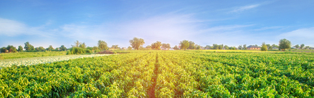 plantations of pepper grow in the field. vegetable rows. farming, agriculture. Landscape with agricultural land. crops. bannerの写真素材