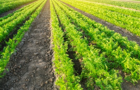 Carrot plantations grow in the field. Vegetable rows. Agricultural grounds. Agriculture. Farming. Growing vegetables. Farm. Landscape with agricultural land. Crops. Agroindustry. Fresh. Green. Plantの写真素材
