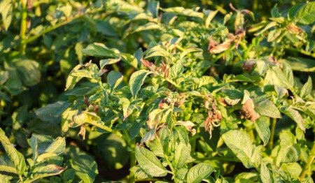 Potato bushes affected by Phytophthora (Phytophthora Infestans) In the field. Growing vegetables. Farm. Agriculture. Crop failure. Dry leaves of potatoes with diseases. Farm. Disease. Enemy farmerの写真素材